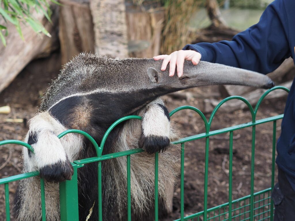 anteater, longleat, zoo, safari park, wildlife, anteater, anteater, anteater, anteater, anteater