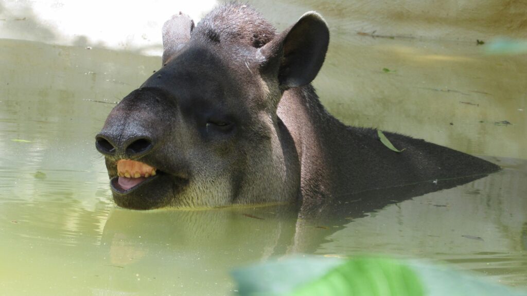 A tapir enjoys a refreshing swim in a calm swamp setting, showcasing its unique features.
