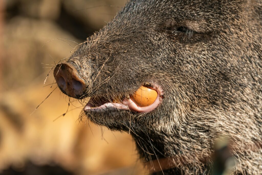 Detailed close-up of a wild boar eating a fruit in natural habitat.