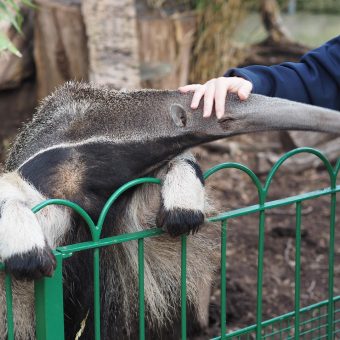 Home anteater, longleat, zoo, safari park, wildlife, anteater, anteater, anteater, anteater, anteater