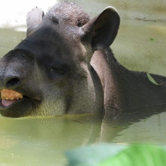 Home A tapir enjoys a refreshing swim in a calm swamp setting, showcasing its unique features.