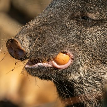 Home Detailed close-up of a wild boar eating a fruit in natural habitat.